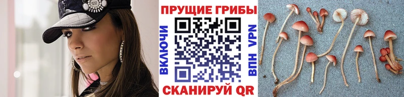 Галлюциногенные грибы Magic Shrooms  продажа наркотиков  Заводоуковск 